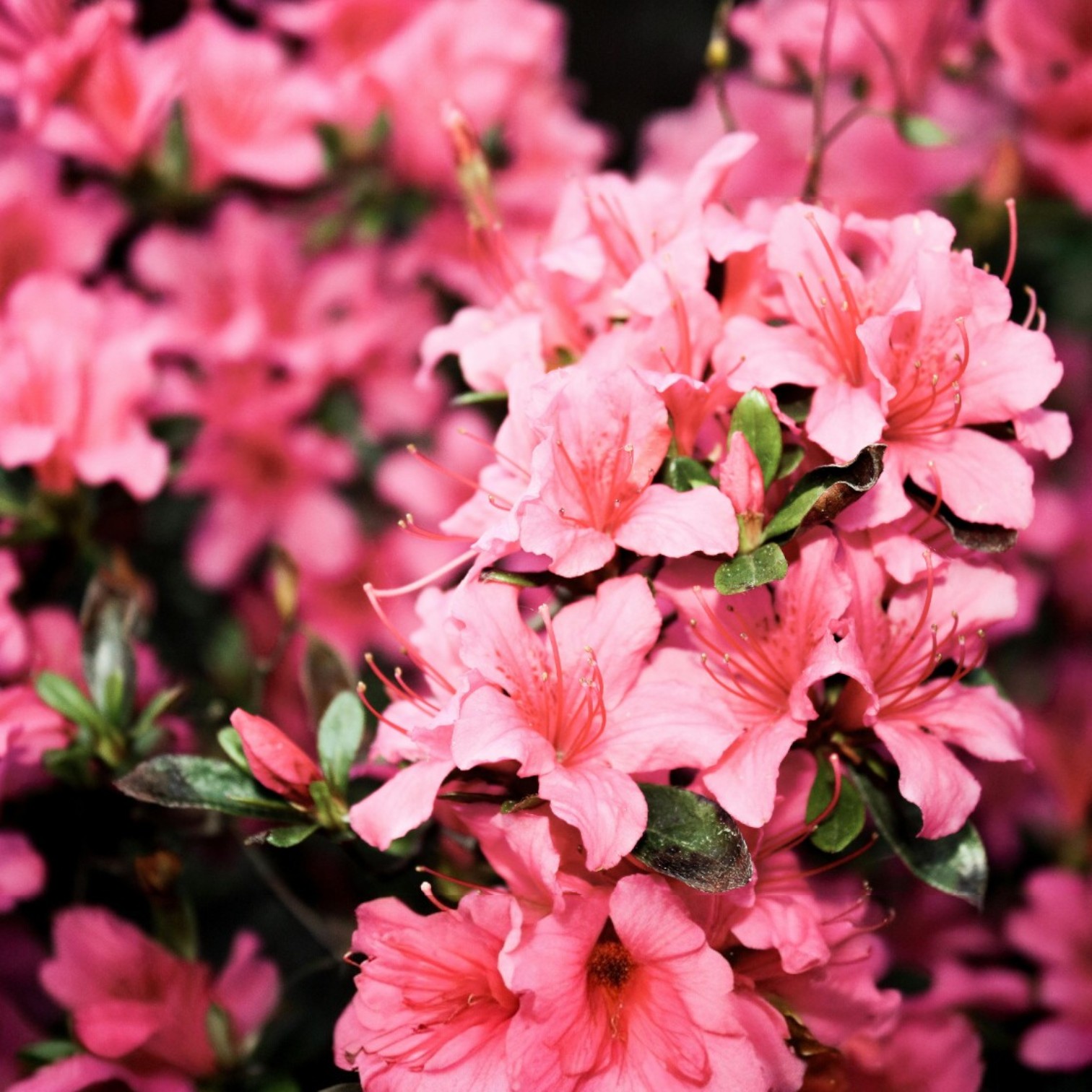 Exotic Azalea Flower (Rhododendron Sp) Live Plant for Home and Office Garden